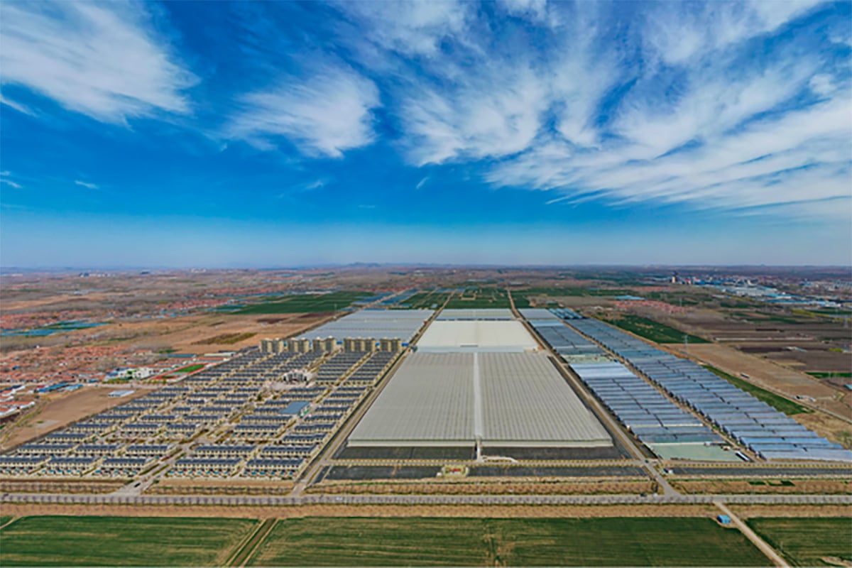 Haoyu-KUBO-Project-cherry-tomatoes-China