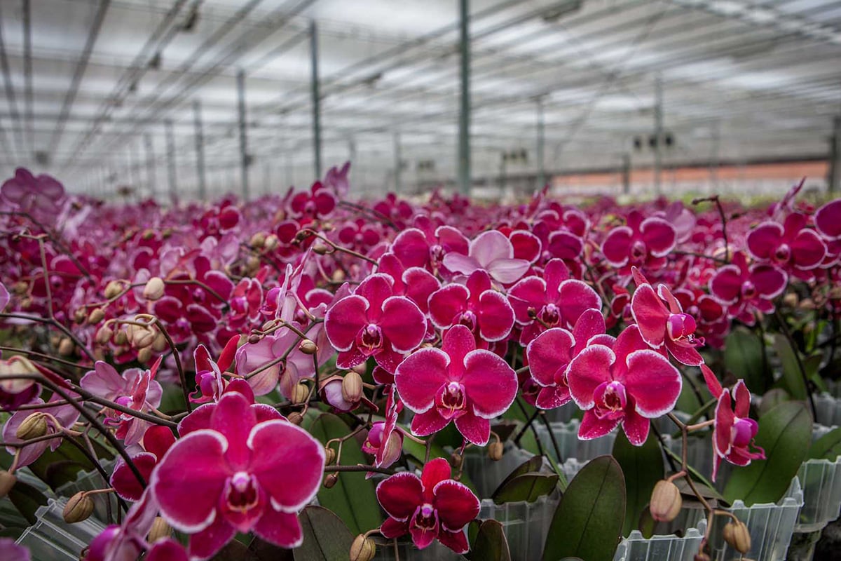 De afbeelding toont een grote kas vol met rijen felroze orchideeën. De bloemen staan in volle bloei, met enkele knoppen die nog aan het opengaan zijn. De kas heeft een hoog plafond met transparante panelen die natuurlijk licht doorlaten.