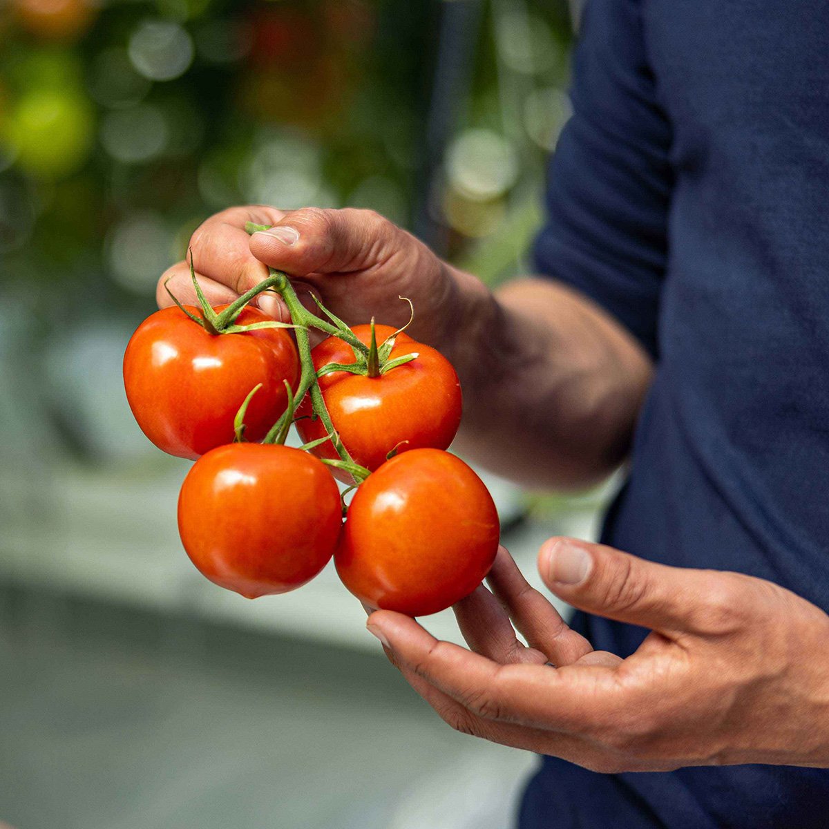 A person is holding a bunch of ripe, red tomatoes in their hands.