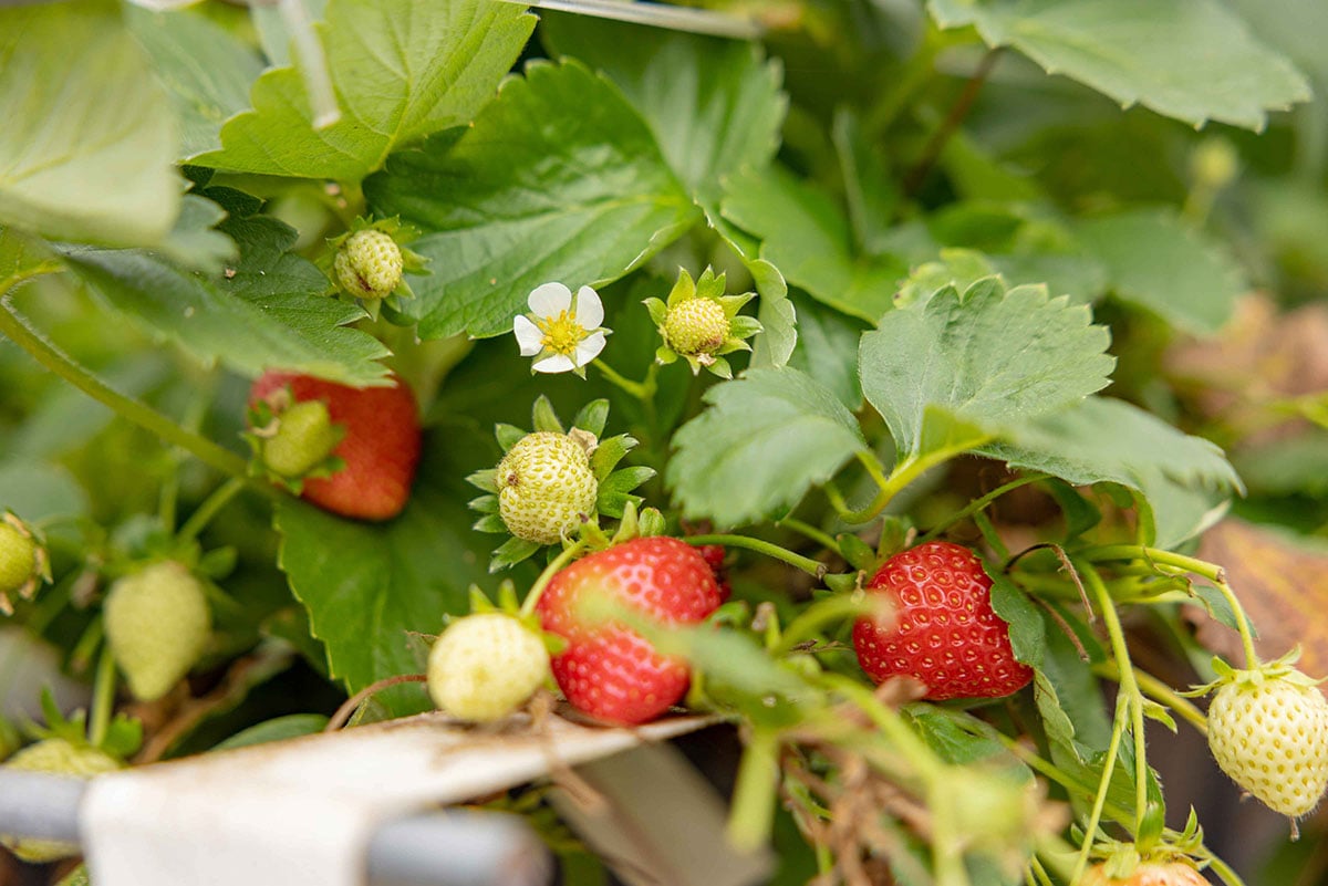The image shows a close-up of a strawberry plant with ripe red strawberries, green leaves, and unripe green strawberries.