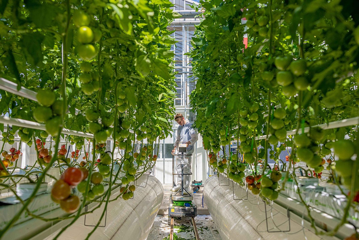 Een kas waar tomatenplanten worden gekweekt in lange, verticale kanalen. De planten zijn weelderig en groen, met een mix van rode en groene tomaten die aan de ranken hangen. Er is een persoon te zien die de planten verzorgt, mogelijk hun groei in de gaten houdt of onderhoudstaken uitvoert.