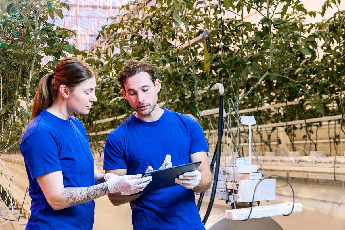 Twee personen in blauwe shirts met witte handschoenen staan in een kas. Eén persoon houdt een klembord vast en de ander wijst naar iets op het klembord. Op de achtergrond staat een grote plant, mogelijk een tomatenplant, en een wit druppelirrigatiesysteem.