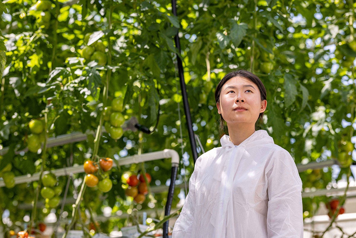 A person in a white shirt is standing under a tomato plant, with ripe tomatoes hanging from the branches.