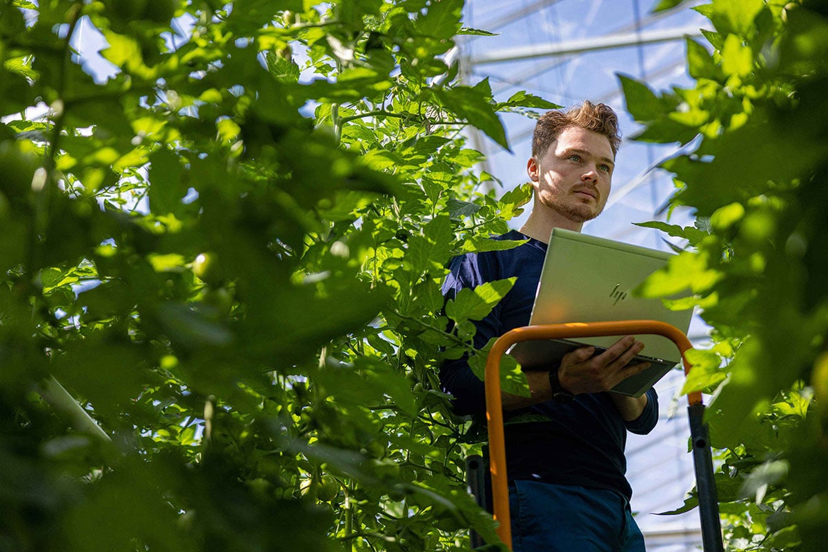 man in kas tussen de planten