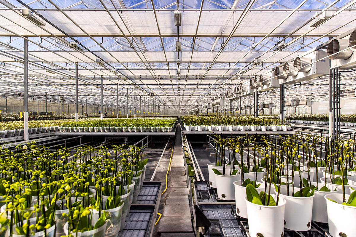 Een kas met rijen jonge planten in witte potten. De kas heeft een hoog plafond met een transparant dak en er zijn talloze groeilampen geïnstalleerd over de hele lengte van de structuur om de groei van de planten te ondersteunen.