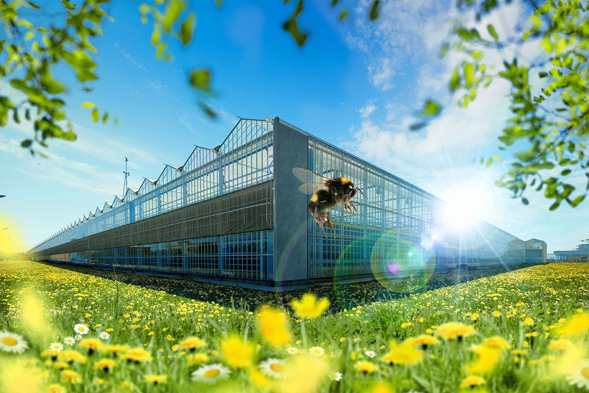 Een moderne kas, gelegen in een levendig veld met gele bloemen. De lucht is helder en de zon schijnt fel, wat een warme gloed op het tafereel werpt. Er is een bij in vlucht te zien, zwevend in de buurt van het gebouw, wat duidt op een mogelijke focus op het bestuivingsproces.
