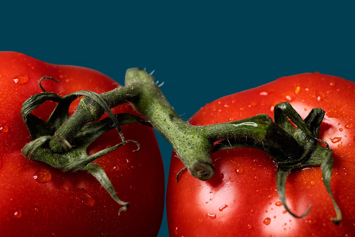 Red tomatoes with water droplets on them, attached to their respective vines.