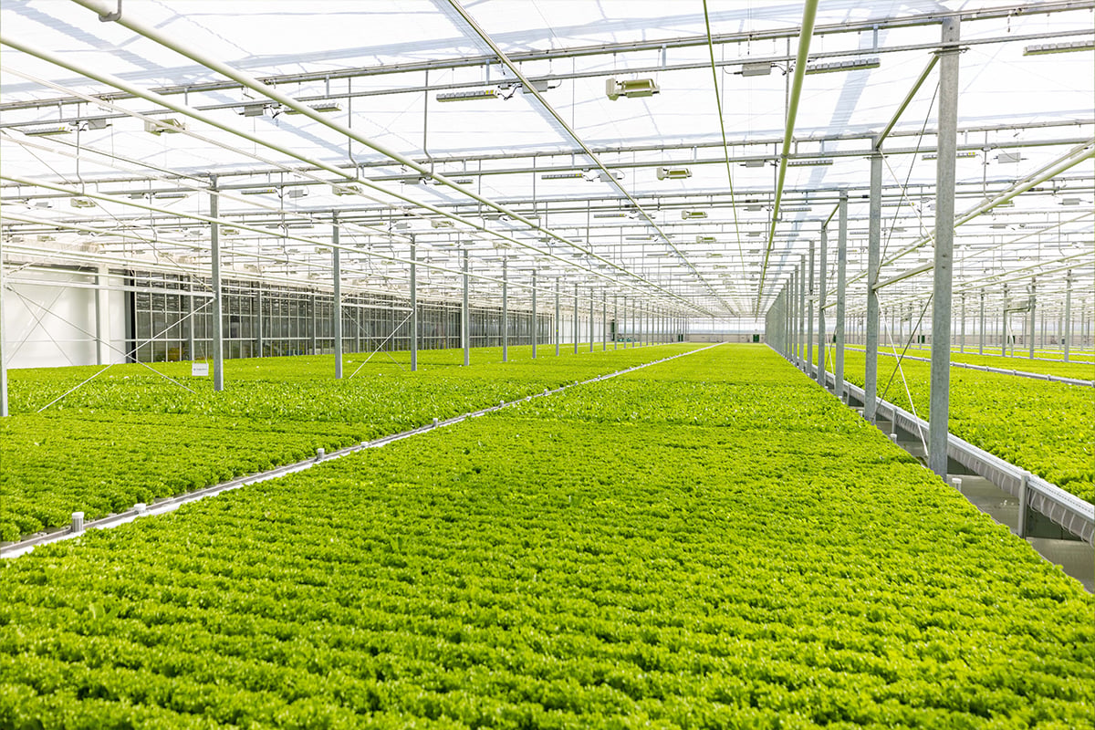 Een ruime kas met een hoog plafond en doorzichtig, lichtdoorlatend materiaal voor de panelen. De kas is bekleed met een draadraster en binnenin bevindt zich een gecultiveerd veld met jonge planten of gewassen. De planten zien er gezond uit en groeien in keurige rijen.