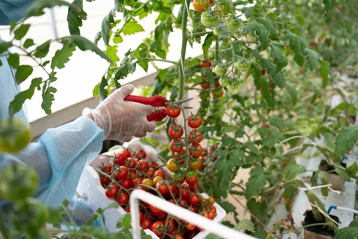 The image depicts a person, whose face is not visible, wearing a blue outfit and gloves, harvesting tomatoes from a greenhouse. The tomatoes are red and ripe, and they are being picked from the vine by the person's hand.