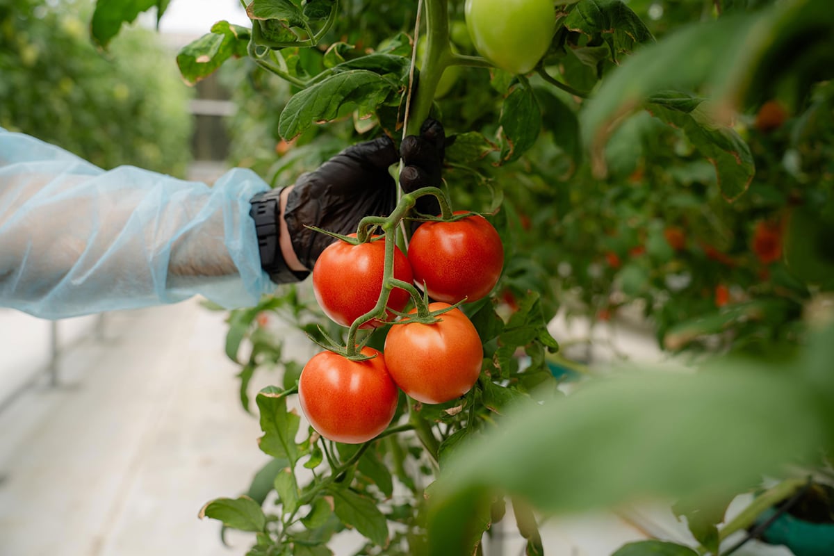 In the image, a person is harvesting tomatoes in a greenhouse. The individual, clad in a blugloves, is carefully picking a ripe, red tomato from a lush green plant. The tomato is still attached to the vine. the background, the greenhouse is filled with more of these plants.