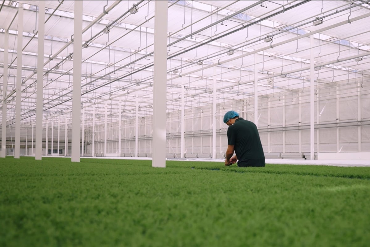 An indoor agriculture setting, commonly known as a greenhouse, where a person is seen kneeling on the green carpet floor. The structure is supported by numerous white beams and glass panels, allowing sunlight to filter through.