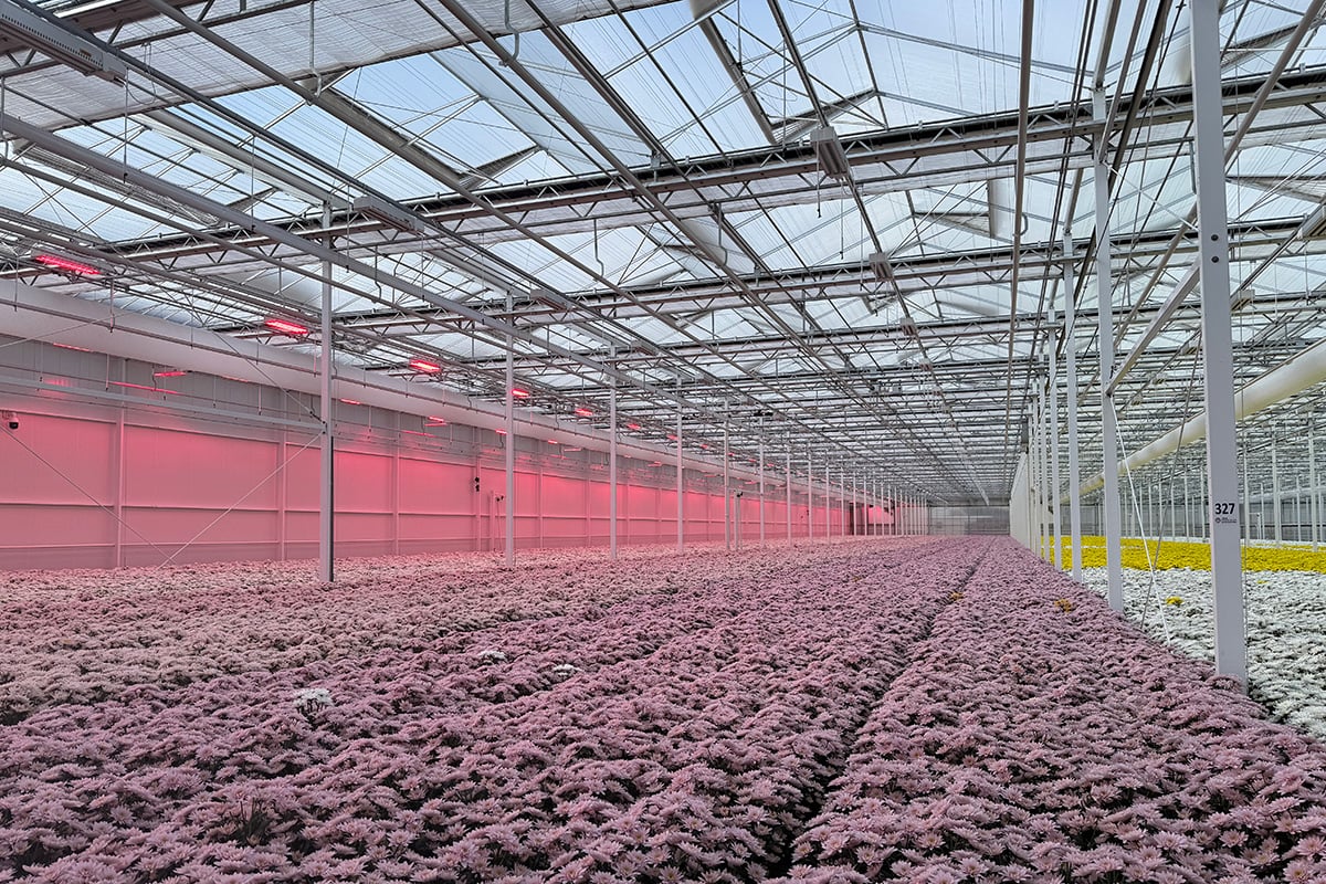 Moderne kas met rijen sierplanten, metalen dakbalken, felle groeilampen, rode lichtschermen en zichtbare irrigatiepijpen.
