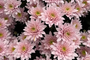 The image displays a cluster of pink chrysanthemum flowers with yellow centers, filling the frame densely.