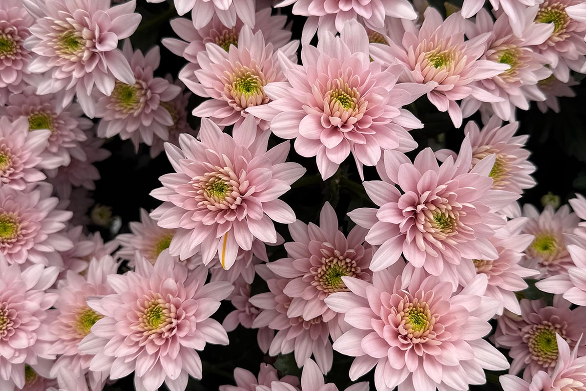 The image displays a cluster of pink chrysanthemum flowers with yellow centers, filling the frame densely.