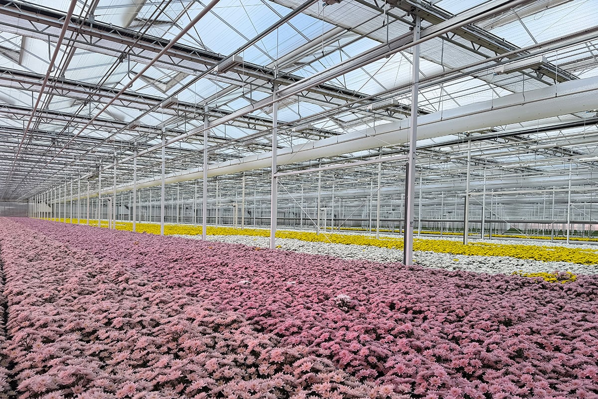 A high-tech greenhouse with long rows of pink flowers under a glass roof with metal structures.