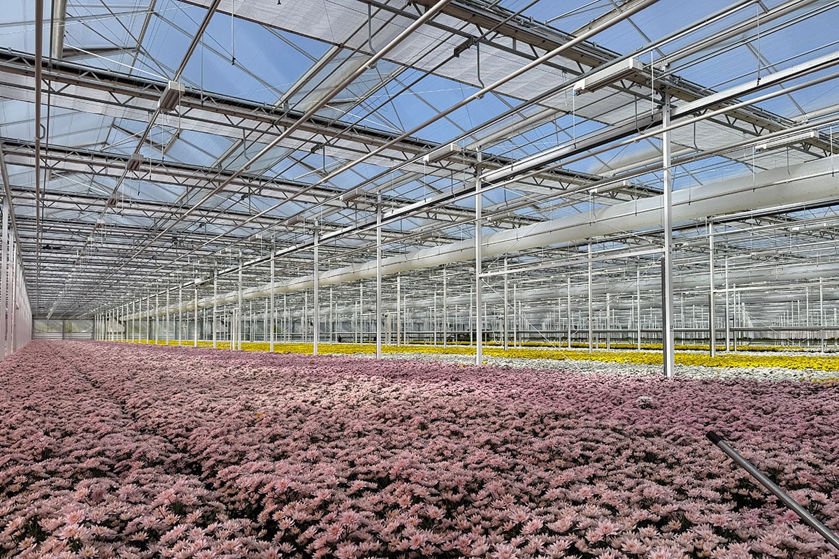 A high-tech greenhouse with long rows of pink flowers under a glass roof with metal structures.