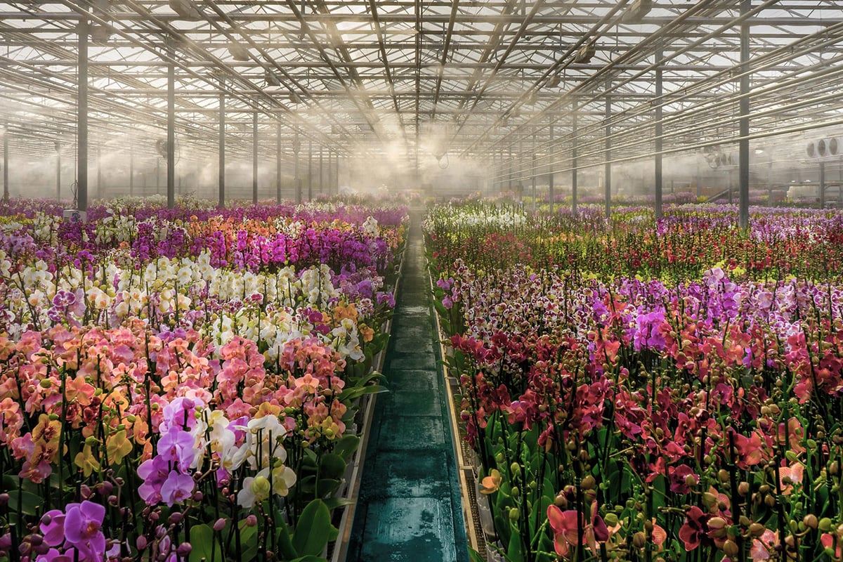 The image depicts an expansive greenhouse filled with a variety of vibrant flowers arranged in long rows. The greenhouse has a high ceiling with exposed metal beams and a drip irrigation system running along the floor.