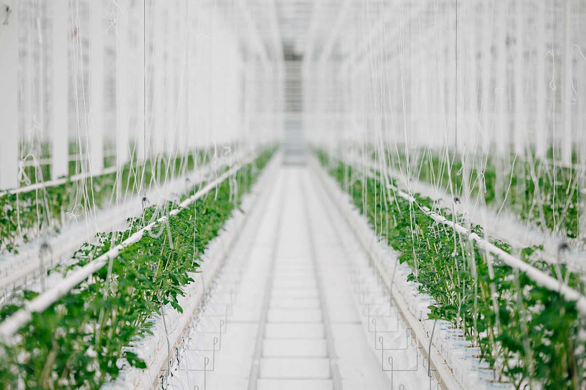 A greenhouse with rows of young plants being grown in a controlled environment. They are supported by white trellises and are covered with a translucent white material, likely to protect them from the elements and control light exposure.