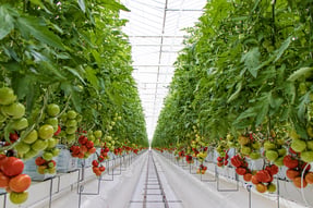 A modern greenhouse with rows of tomato plants. The plants are supported by metal frames, and the tomatoes are at various stages of ripeness, ranging from green to red, indicating a growth stage. The overall condition of the plants looks healthy.