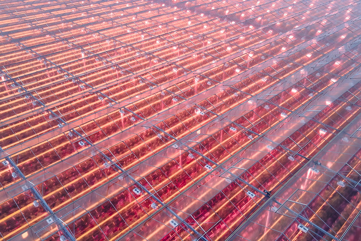 A close-up of a structure with a grid-like pattern of metal rods intersecting at various angles, creating a network of red and orange hues. The lights at the intersections of the rods cast a warm glow, highlighting the texture and three-dimensional quality of the structure.