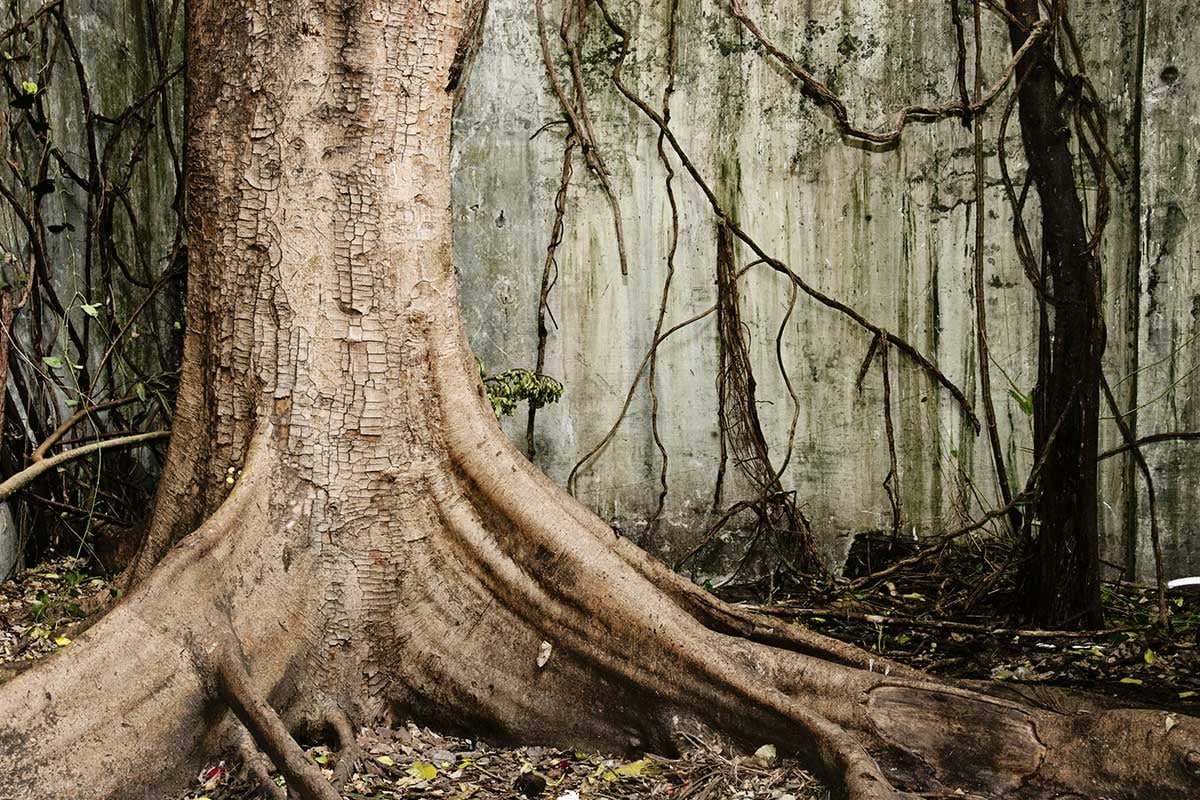 REGREENER-1