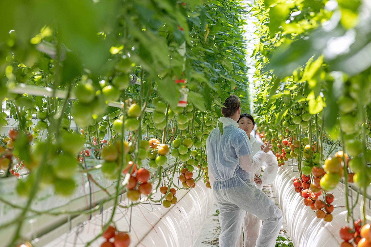 Two individuals in white protective suits are tending to plants in a greenhouse. The plants have red berries, and the environment is filled with greenery, suggesting a controlled agricultural setting.