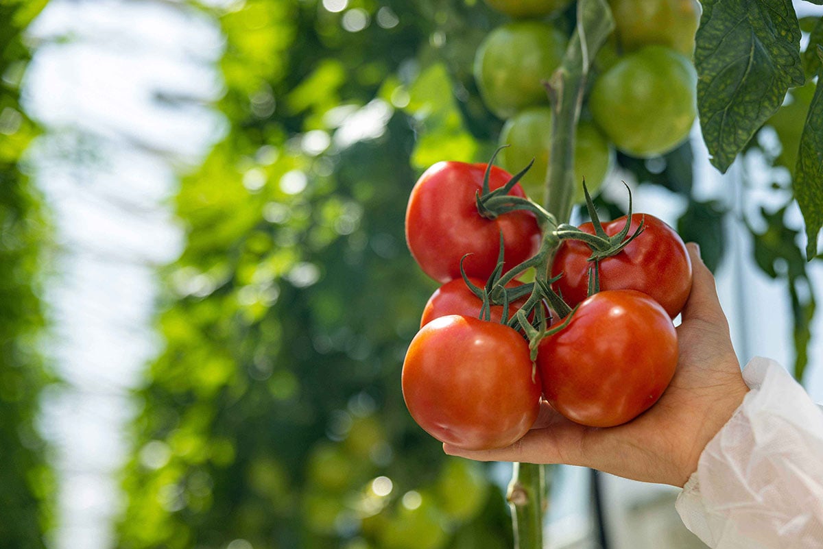The image shows a person's hand holding a bunch of ripe, red tomatoes with green leaves attached to the vine, set against a blurred background of more greenery, likely indicating an indoor garden or greenhouse environment.