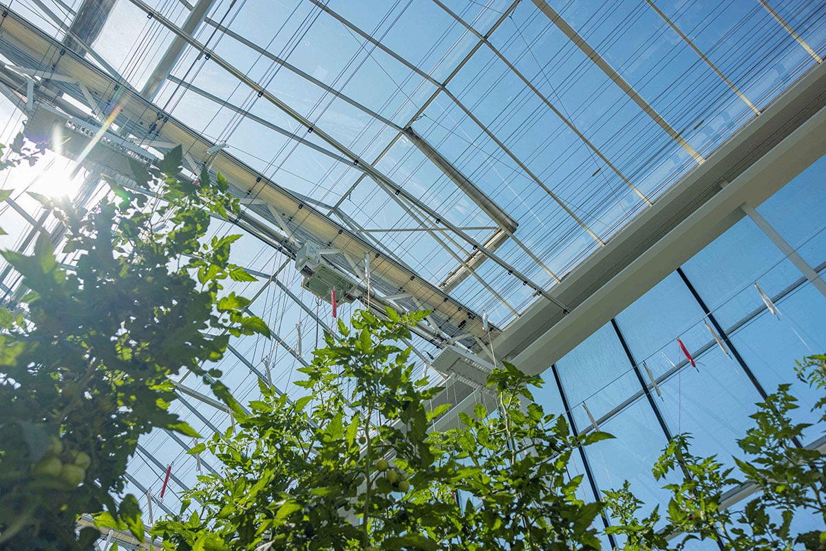 A greenhouse in natural light. The lush greenery of the plants is visible, with the sunlight streaming in. The perspective is from below, looking up towards the ceiling, giving a sense of the height.