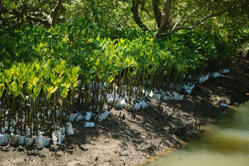 mangrove-bomen-kubo-regreener