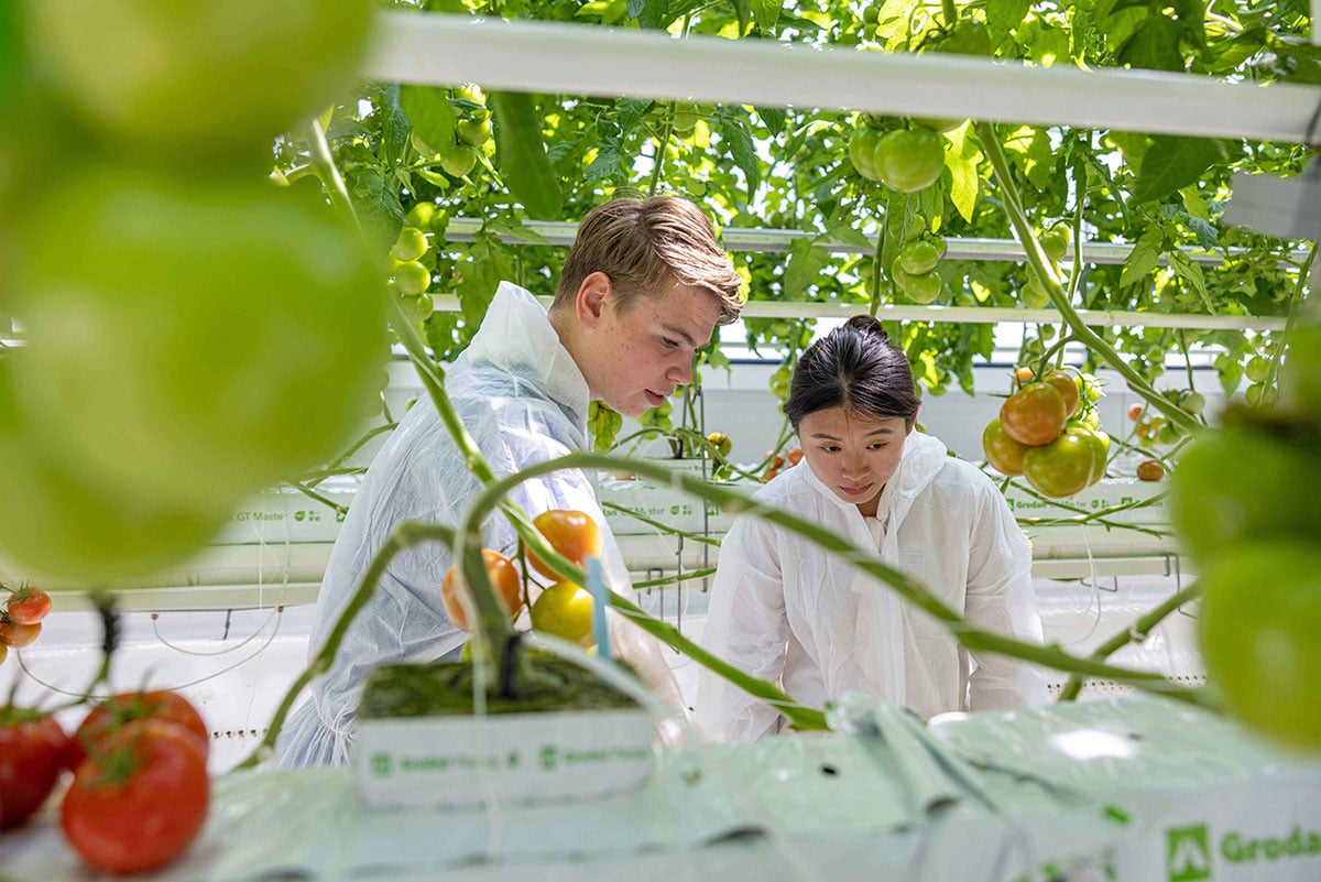 a man and a woman standing in a greenhouse and in the front a tomatoplant. 