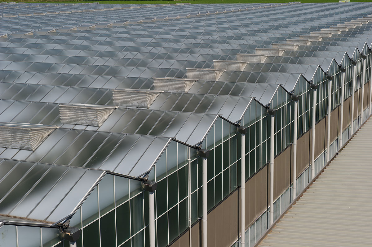 Glass roofs of a greenhouse
