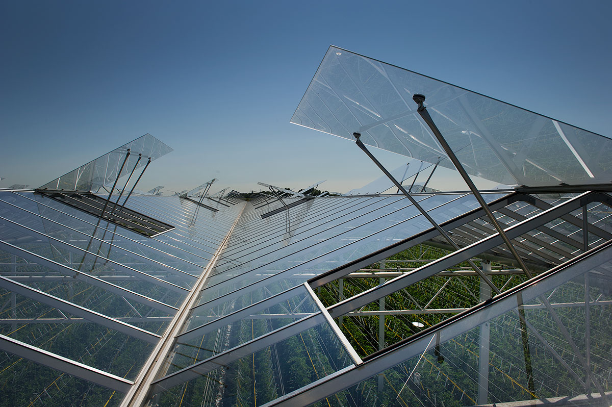 Roof of a traditional Venlo glass greenhouse with several open ventilation windows.