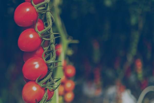Tomaten Ultra-Clima kassenbouw