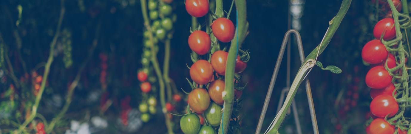Tomatoes ultra-clima greenhouse