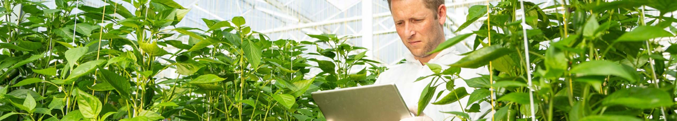 greenhouse innovative management system for cultivation in high tech greenhouse