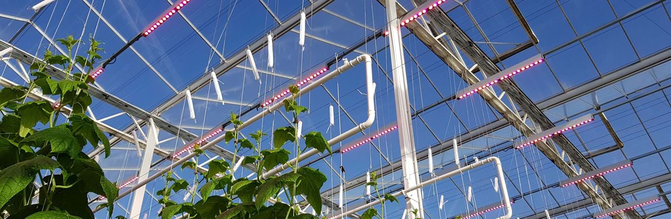 Ultra Clima greenhouse LED light