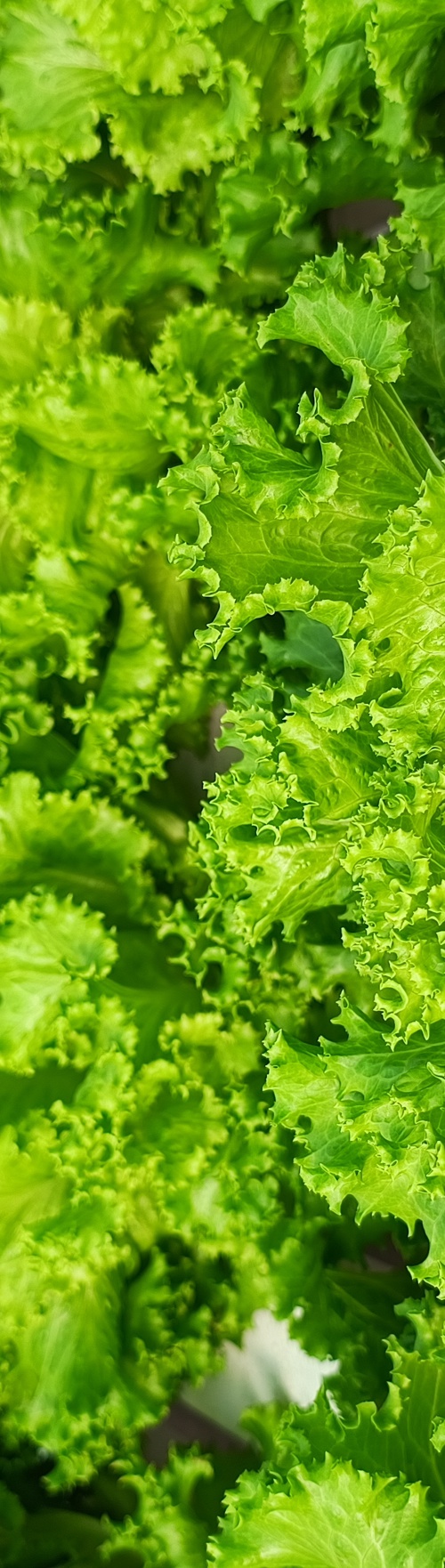 Lettuce