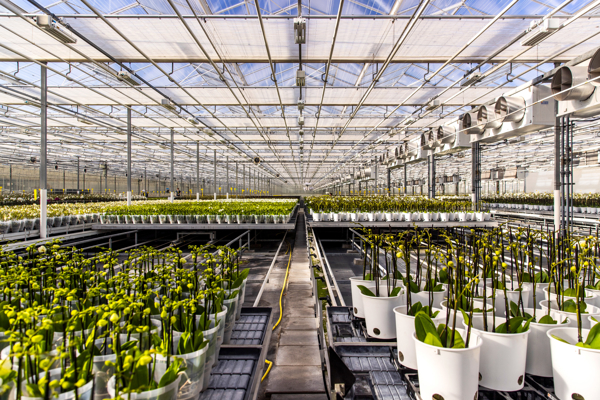 Orchideeën op rolcontainers in een kas