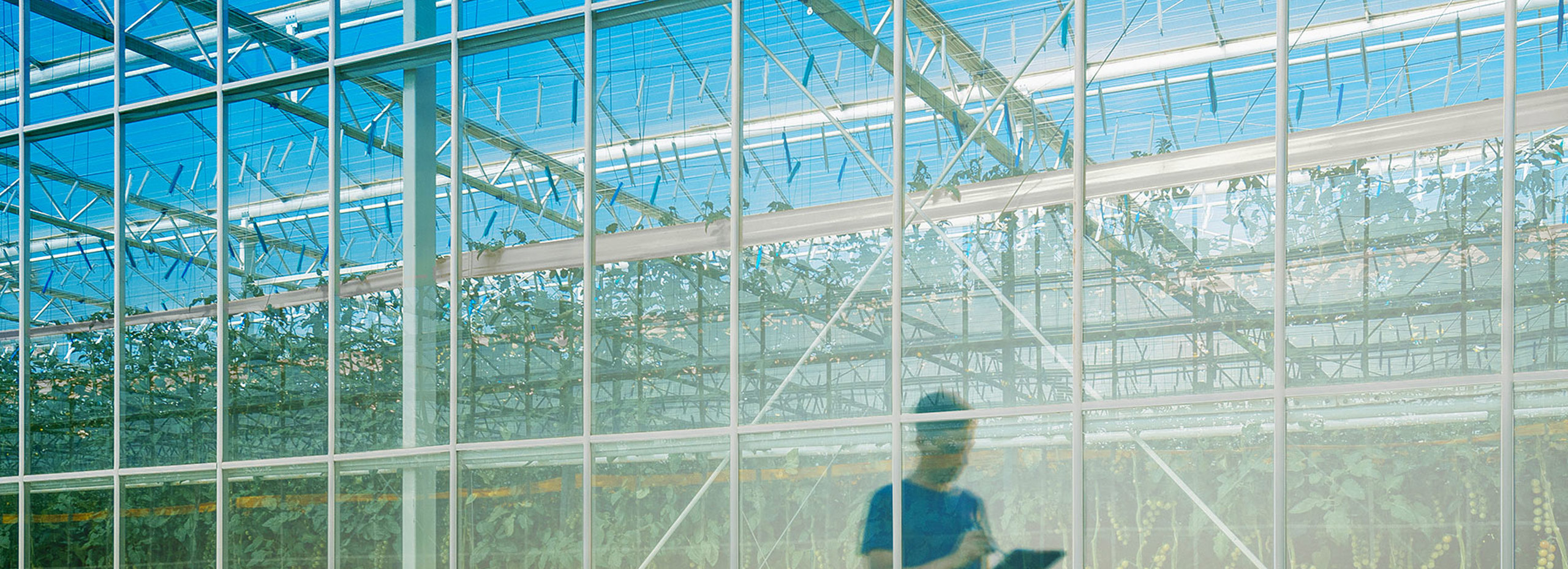 KUBO Ultra Clima greenhouse kas voor teelt van tomaten gevestigd in het Westland Nederland. Dit is een duurzame innovatieve kas met minimale foodprint.