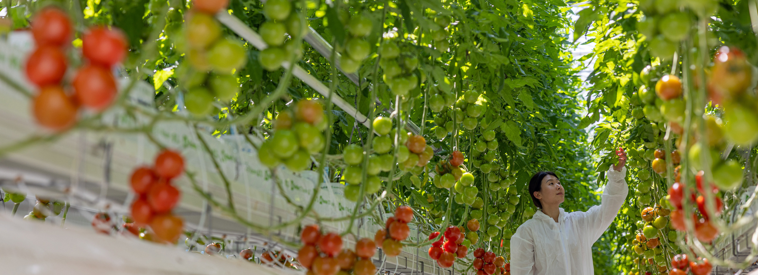 medewerker in beschermend pak in kas die tomatenteelt analyseert