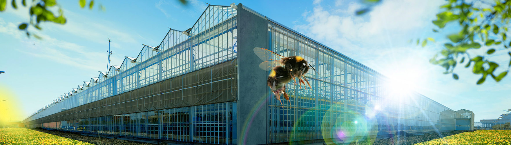 geel bloemenveld met glazen kas en bij als symbool voor duurzame kassenbouw