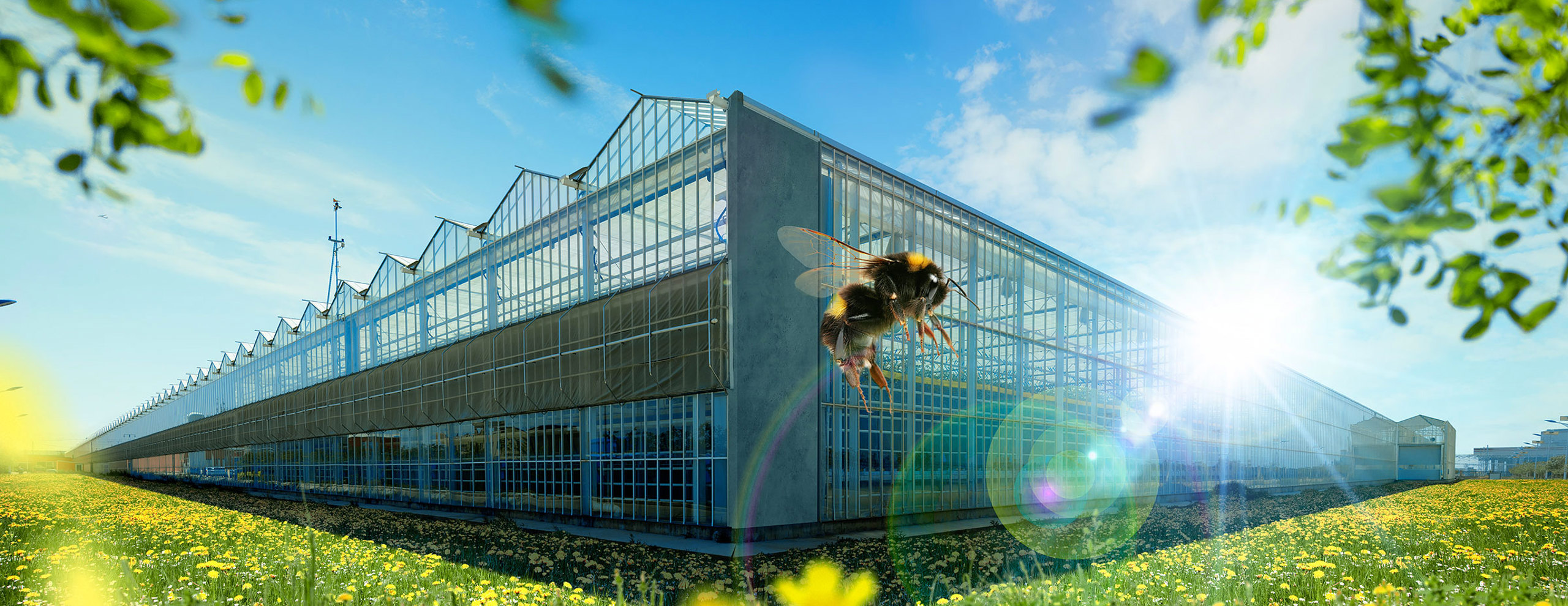 geel bloemenveld met glazen kas en bij als symbool voor duurzame kassenbouw