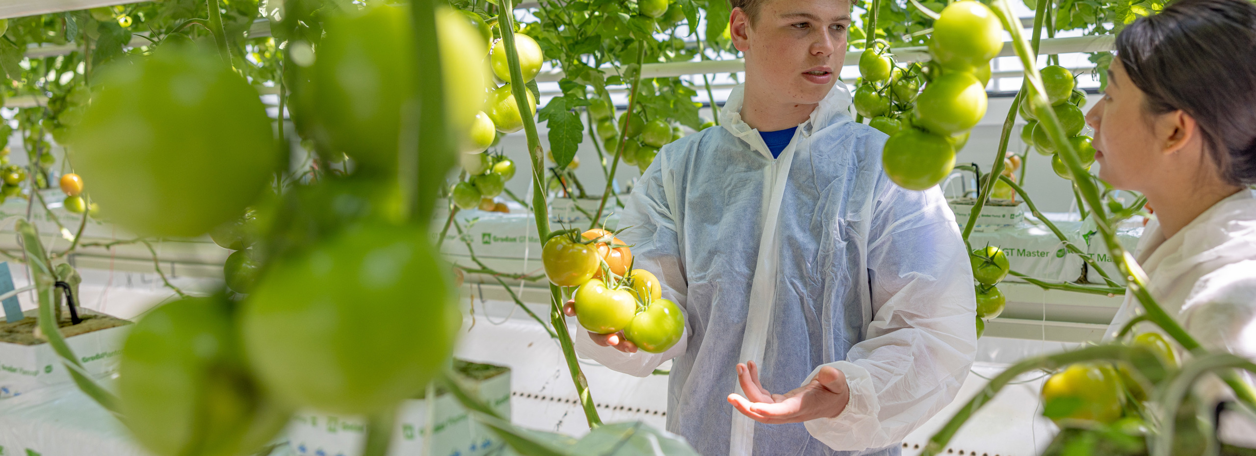 dialoog tussen medewerkers over trostomaten in een kas